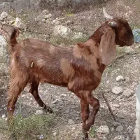 فروش کهره نر سرحال چاق