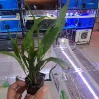 گیاه طبیعی پلنت شارژ شد AQUA SEYF|ماهی|زنجان, |دیوار