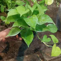 گیاه گندمی اکواریومی|ماهی|قم, خداکرم|دیوار