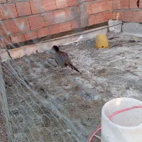 طاووس|پرنده|کرمان, |دیوار