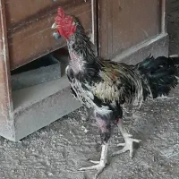 خروس دورگ وگلین