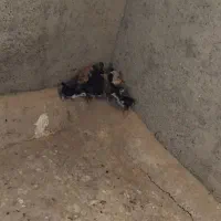 ۱۱ تا جوجه برهما کاملا رسمی پا پر یک ماهه