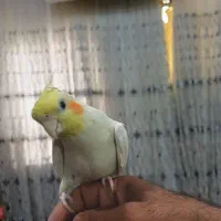 طوطی  نر|پرنده|اهواز, پادادشهر|دیوار
