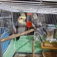 عروس هلندی نر و ماده مولد به همراه سه جوجه