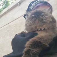 گربه|گربه|گلبهار, شهر جدید گلبهار|دیوار