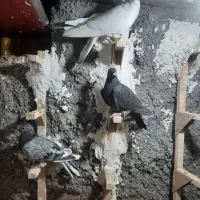 ۴تا پلاکی زرنگ