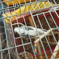 عروس هلندی وایت فیس با قفس وچال|پرنده|شیراز, شهرک پرواز|دیوار