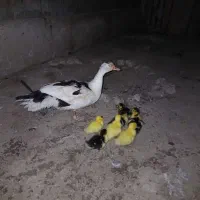 اردک