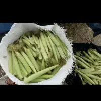 بچه بلال تازه کیلویی 30هزار