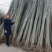 فروش باچک نهال صنوبر، گردو و پرتقال انار در گیلان|گل و گیاه طبیعی|رشت, منظریه|دیوار