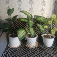 دفن باخیا آگلونما فیکوس