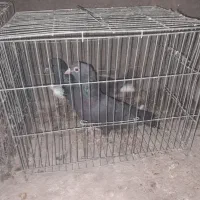 کبوتر|پرنده|زرند, |دیوار