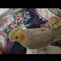 دوعددعروس هلندی بالغ ماده دستی|پرنده|تهران, مهرآباد|دیوار