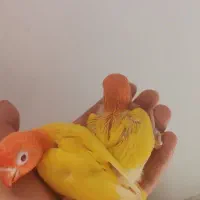 کوتوله برزیلی سرلاکی