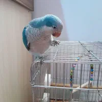 راهب سخنگو|پرنده|شاهرود, |دیوار