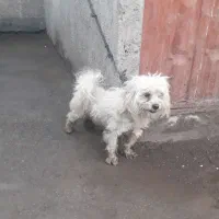 سگ پاکوتاه|سگ|گرگان, |دیوار