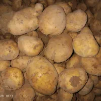 فروش سیب زمینی اگریا وجیلی درجه یک|عمدهفروشی|چاراویماق, |دیوار