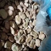 فروش بذر گندم و باقلا و سیر بذربرنج بهنام|عمده‌فروشی|کوهی‌خیل, |دیوار