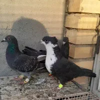 تعدادی کبوتر|پرنده|بهبهان, |دیوار