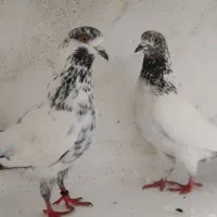 جفت دهن جور|پرنده|رشت, انصاری|دیوار