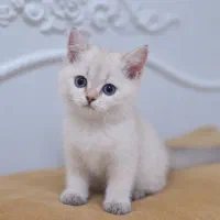 گربه بریتیش اصیل نر ۲ ماهه