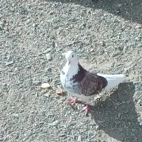 کفتر|پرنده|خنجین, |دیوار