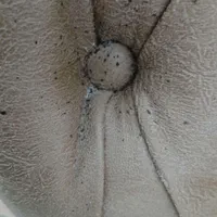 سم پاشی سمپاشی ساس سوسک کنه و تک مرحله ای تضمینی|خدمات نظافت|تهران, صادقیه|دیوار