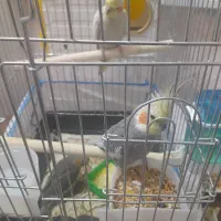 یه جفت عروس هلندی به همراه جوجه