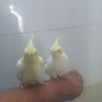 طوطی|پرنده|دزفول, |دیوار