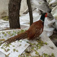 مرغ و خروس آمریکایی نیمچه تا بالغ