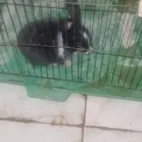 خرگوش