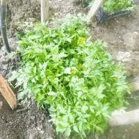 نشا گوجه|خدمات باغبانی و درختکاری|الیگودرز, |دیوار