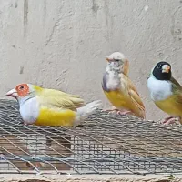 گلدین