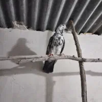 کبوتر پرشی|پرنده|سجاس رود, |دیوار