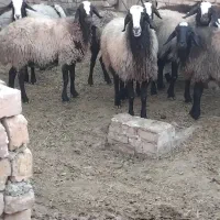 گوسفندشالی