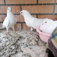 جوجه پتی والا|پرنده|قم, دروازه چوبی|دیوار