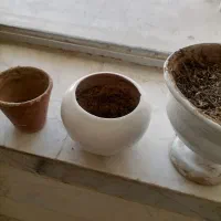 گلدان|صنایع دستی و سایر لوازم تزئینی|تربتحیدریه, حسنی بالا|دیوار