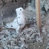 دو عدد ماده شکار فروشی