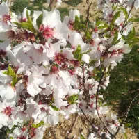 فروش باغچه توافقی