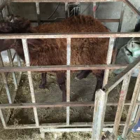 دو راس بره نر چاق ۶۵ کیلویی