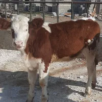 گوساله نر و ماده