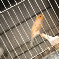 قناری دستی کت بازکن