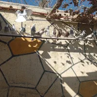 کفتر انگلیسی به شرط|پرنده|رباطکریم, رباطکریم|دیوار