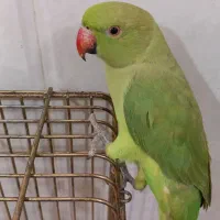 طوطی ملنگو/پرنده/خانگی