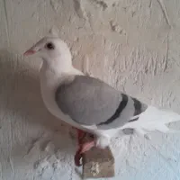 پشت گراف