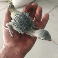 ملنگو .گرینچیک|پرنده|ری, فیروزآباد|دیوار