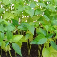 نشا گوجه.بادمجان و...|گل و گیاه طبیعی|شیراز, رکن‌آباد|دیوار