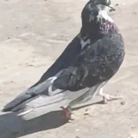 کبوتر ساعت سنگین