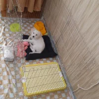 توله شیتزو|سگ|قزوین, |دیوار