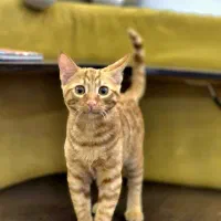 واگذاری گربه نارنجی|گربه|مشهد, ادیب نیشابوری (شهرک غرب)|دیوار